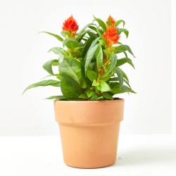 CELOSA FIRE WORKS NARANJA MACETA 12CM