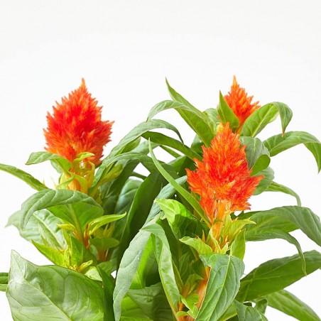 CELOSA FIRE WORKS NARANJA MACETA 12CM