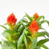 CELOSA FIRE WORKS NARANJA MACETA 12CM