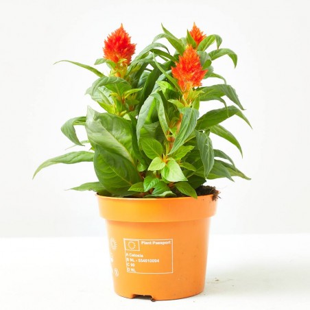 CELOSA FIRE WORKS NARANJA MACETA 12CM
