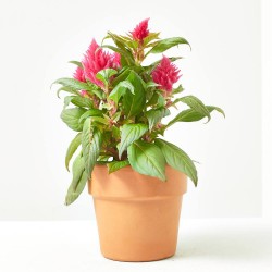 CELOSÍA FIRE WORKS ROSA MACETA 12CM