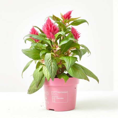 CELOSÍA FIRE WORKS ROSA MACETA 12CM