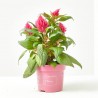 CELOSÍA FIRE WORKS ROSA MACETA 12CM