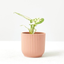 AGLAONEMA SNOWFLAKE MACETA 6CM