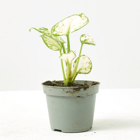 AGLAONEMA SNOWFLAKE MACETA 6CM