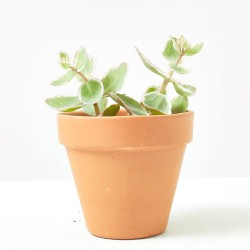 SEDUM EXTRA MACETA 9CM