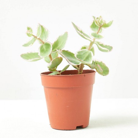 SEDUM EXTRA MACETA 9CM