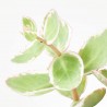 SEDUM EXTRA MACETA 9CM
