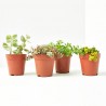 SEDUM EXTRA MACETA 9CM