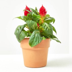 CELOSÍA FIRE WORKS ROJA MACETA 12CM