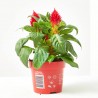 CELOSÍA FIRE WORKS ROJA MACETA 12CM