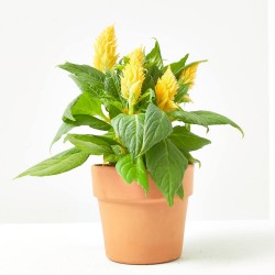 CELOSIA FIRE WORKS AMARILLA MACETA 12CM