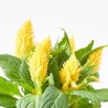 CELOSIA FIRE WORKS AMARILLA MACETA 12CM
