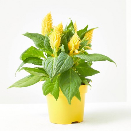 CELOSIA FIRE WORKS AMARILLA MACETA 12CM