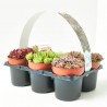 SEMPERVIVUM X6