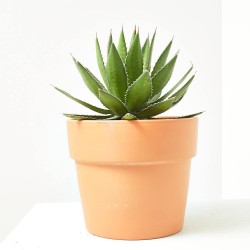 AGAVE TARRINA 20CM