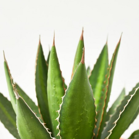 AGAVE TARRINA 20CM