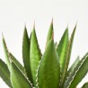 AGAVE TARRINA 20CM
