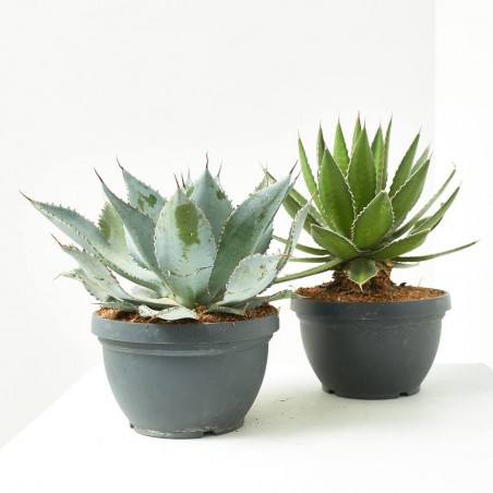 AGAVE TARRINA 20CM