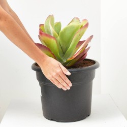 CRASSULA VARIEDADES 15L