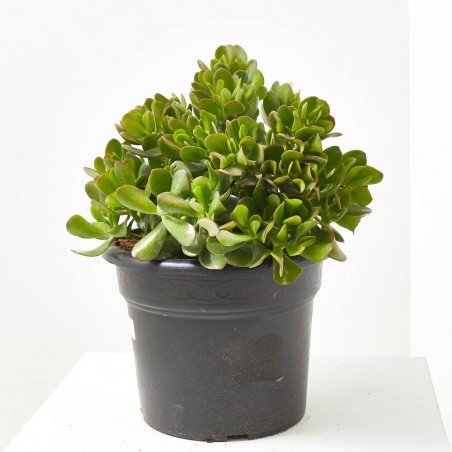 CRASSULA VARIEDADES 15L