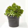 CRASSULA VARIEDADES 15L