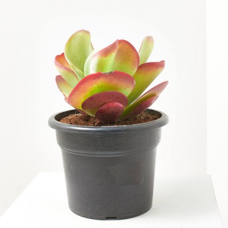 CRASSULA VARIEDADES 15L