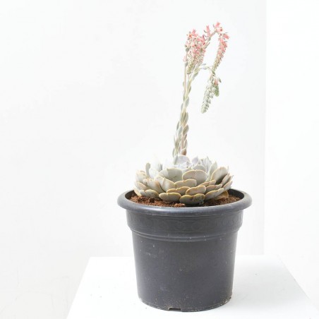 CRASSULA VARIEDADES 15L