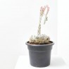 CRASSULA VARIEDADES 15L