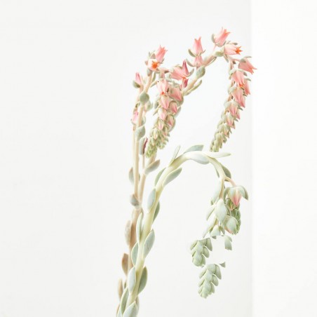 CRASSULA VARIEDADES 15L