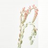 CRASSULA VARIEDADES 15L