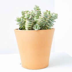 CRASA EXTERIOR MACETA 5L