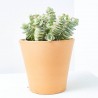 CRASA EXTERIOR MACETA 5L