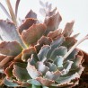 CRASA EXTERIOR MACETA 5L