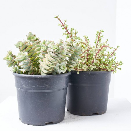 CRASA EXTERIOR MACETA 5L