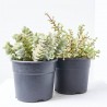 CRASA EXTERIOR MACETA 5L