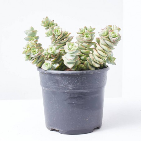 CRASA EXTERIOR MACETA 5L