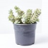 CRASA EXTERIOR MACETA 5L