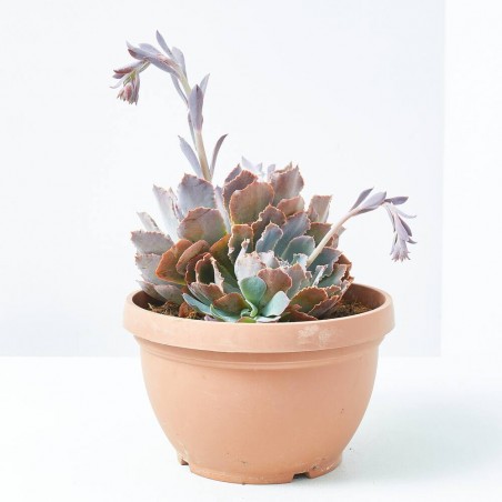 CRASA EXTERIOR MACETA 5L