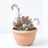 CRASA EXTERIOR MACETA 5L