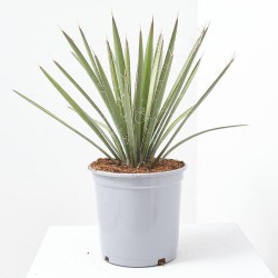 YUCCA FILIFERA 10L
