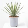 YUCCA FILIFERA 10L