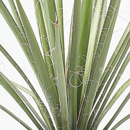 YUCCA FILIFERA 10L