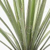 YUCCA FILIFERA 10L