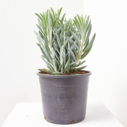 SENECIO MACETA 15L