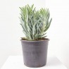 SENECIO MACETA 15L
