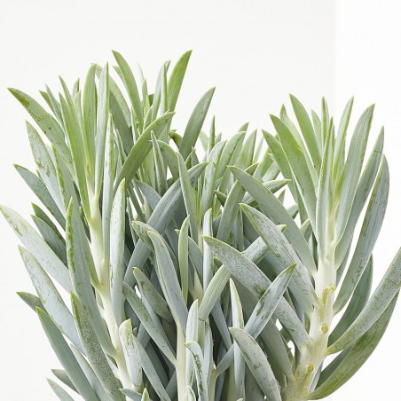 SENECIO MACETA 15L