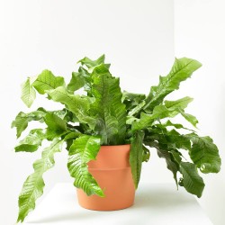 ASPLENIUM MICROSORUM COCODRILUS MACETA 20CM COLGANTE