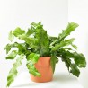 ASPLENIUM MICROSORUM COCODRILUS MACETA 20CM COLGANTE