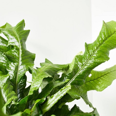 ASPLENIUM MICROSORUM COCODRILUS MACETA 20CM COLGANTE